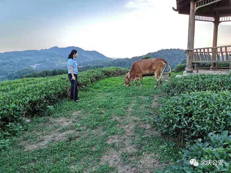 余庆一农户耕牛走失，民警接警后……