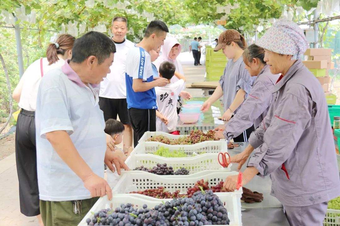 抢“鲜”一步！济宁高新区刘村葡萄采摘节开幕啦！