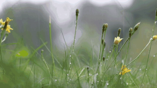 又要落雨了！重庆偏西偏北地区有暴雨注意防范