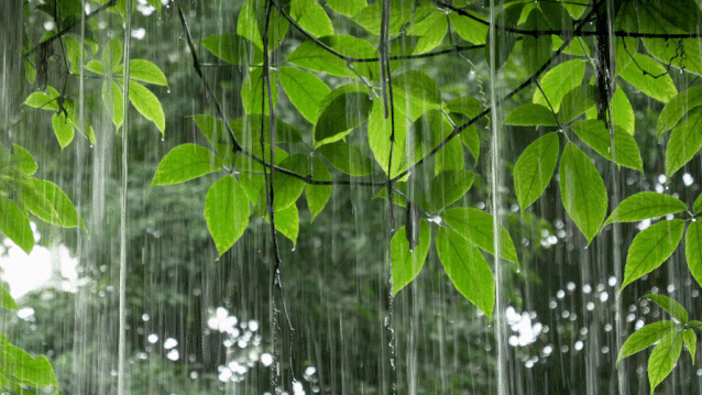 中到大雨，局地暴雨！河北入汛以来最强降雨来袭！当心这种病毒，严重能致命