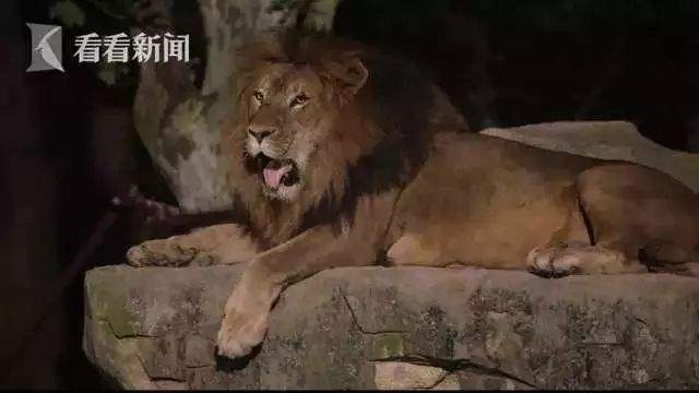 本周高温并常伴雷阵雨！高铁坐过站可免费返程！上海推全国首个夜间动物园项目！