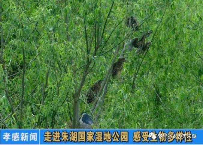 又上电视了！孝感电视台说：朱湖美景，我给满分