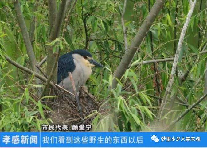 又上电视了！孝感电视台说：朱湖美景，我给满分