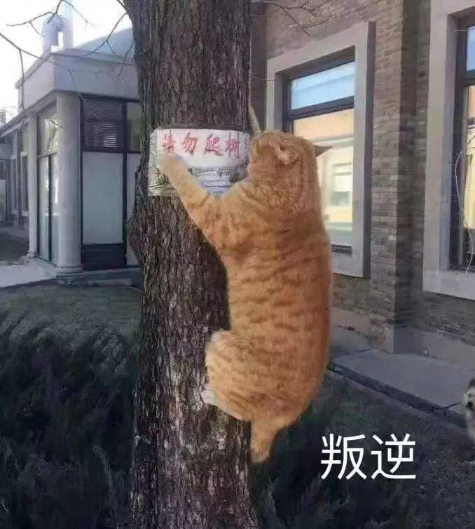 我们的口号是：吸猫！吸猫！吸猫！