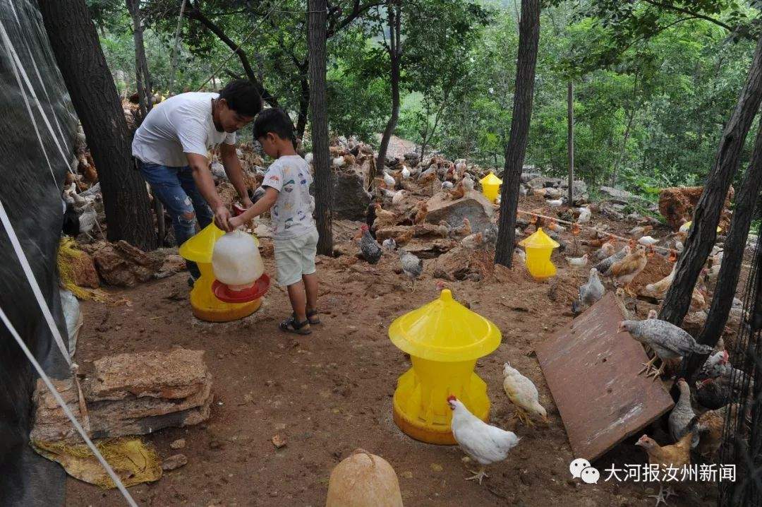 【汝州万象】父亲遭遇车祸后孝顺儿子回到深山当起了“鸡司令”