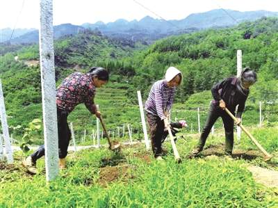 【水城县】都格镇垭口村发展产业富民生