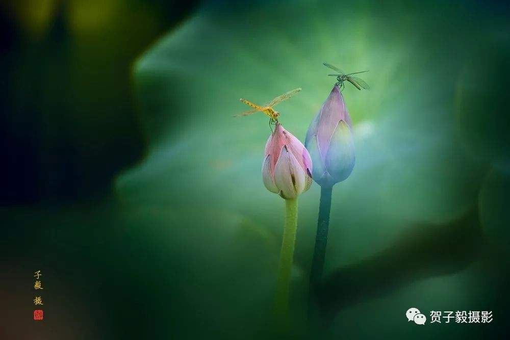 蜻蜓荷花......|贺子毅摄影