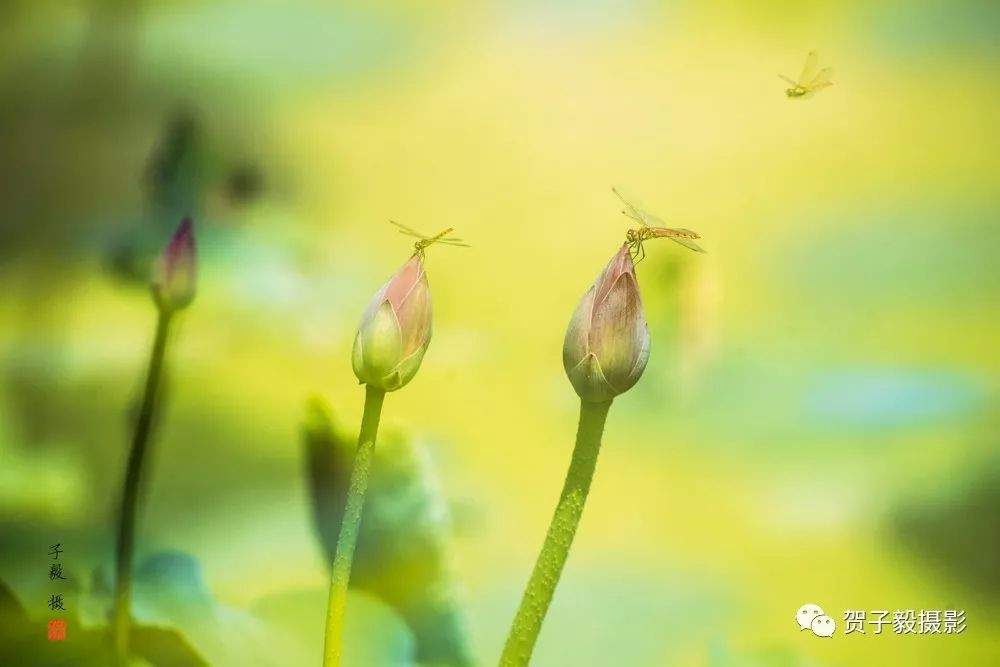 蜻蜓荷花......|贺子毅摄影