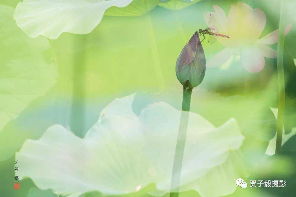 蜻蜓荷花......|贺子毅摄影