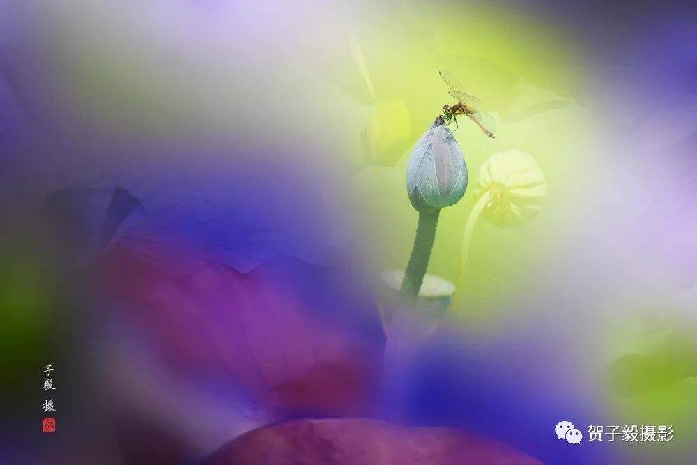 蜻蜓荷花......|贺子毅摄影