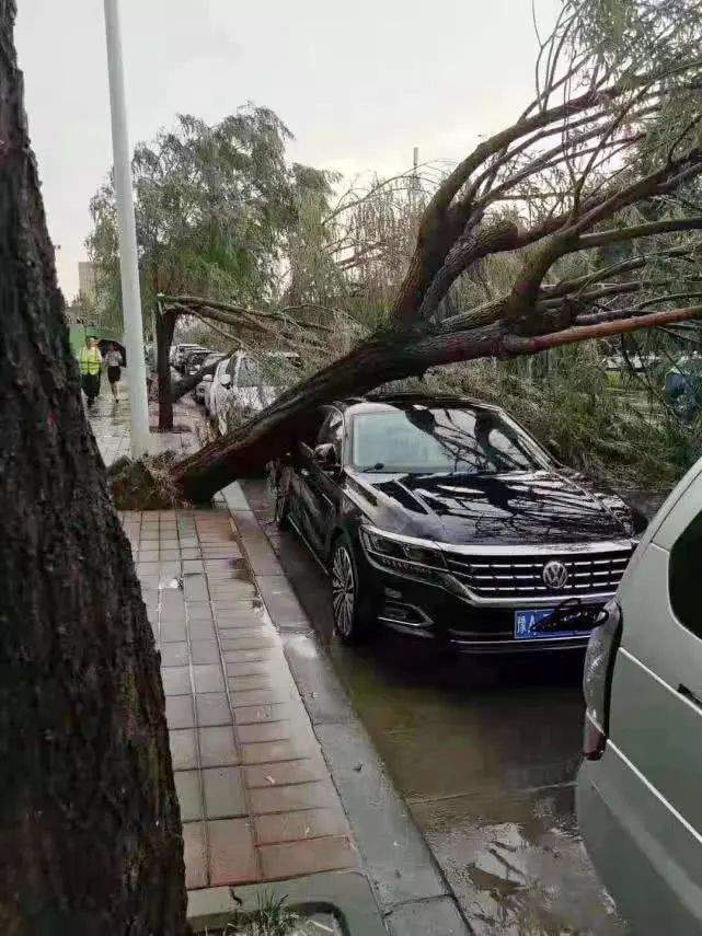 昨天郑州的雨多大？大树连根拔，多辆车遭“腰斩”，接下来…