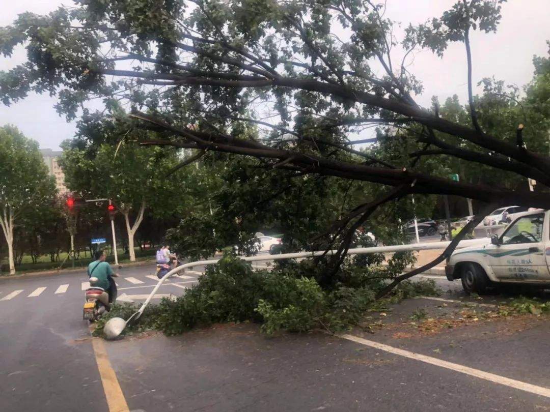 昨天郑州的雨多大？大树连根拔，多辆车遭“腰斩”，接下来…