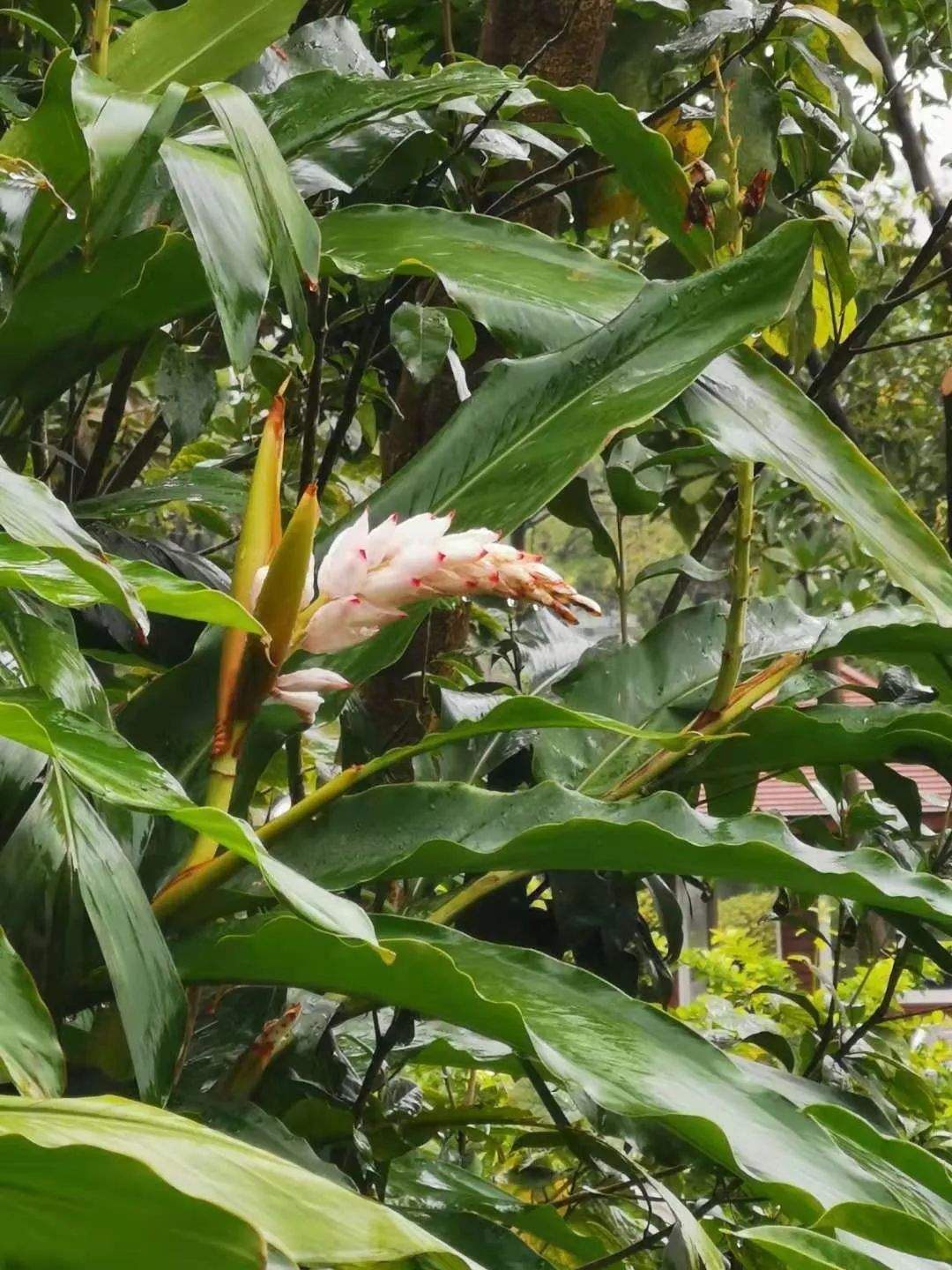 花朵娇艳欲滴的艳山姜，一年可开花两次，雨后的花朵最是好看