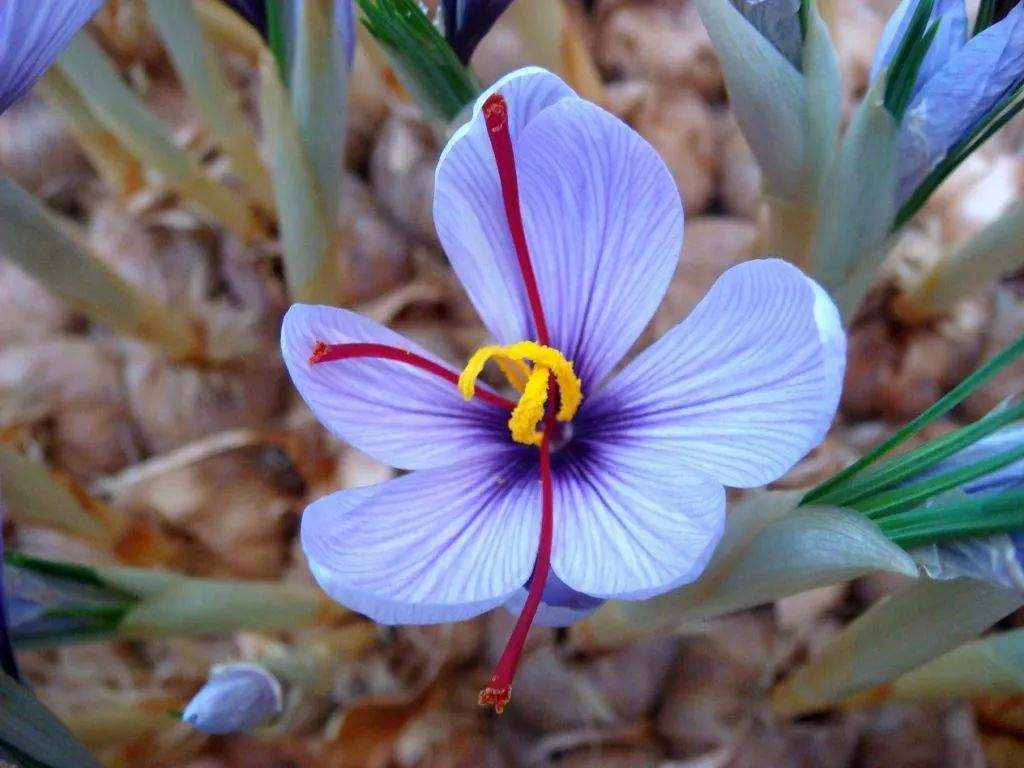 1公斤花蕊=15万朵藏红花！藏红花按克买按根吃，这样你还觉得它贵吗？