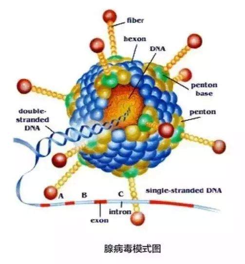 靖西人注意！这个“病毒来袭”，且暂无预防疫苗！广西发现101例