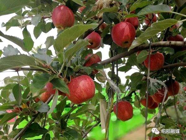 苏家院海升苹果种植基地：早熟苹果丰收群众增收