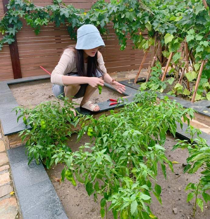 军嫂张馨予自己种菜吃，照片中小漏香肩，身材迷人