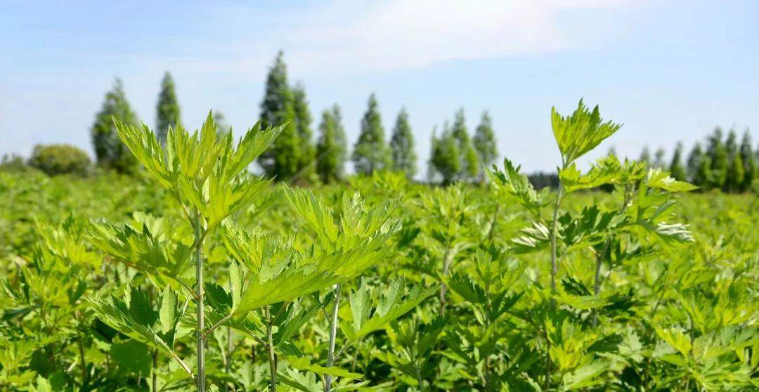 艾芽好茶，中秋礼赠新方案