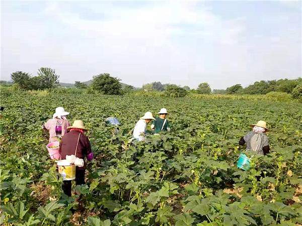 巢湖市夏阁镇：多色秋葵搭起脱贫彩虹桥