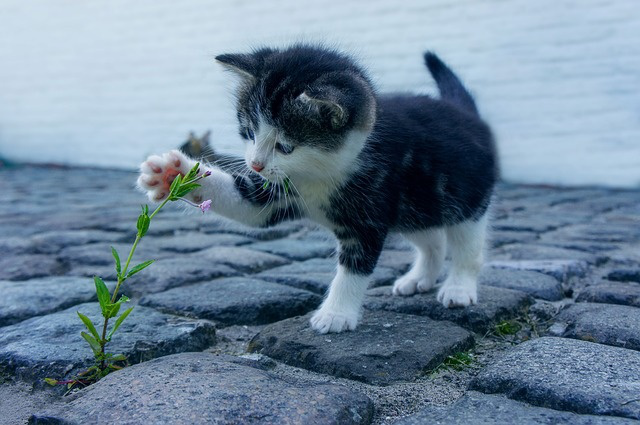 猫咪饮食需注意，乱吃隐患多