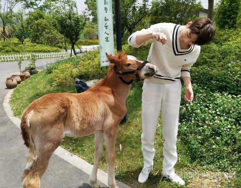 陈学冬情商不要太高夸baby得红包还会协调关系