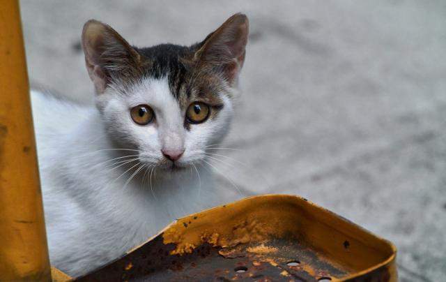 别什么猫都捡，因为有些流浪猫养不熟