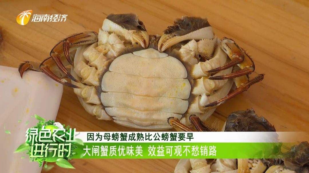 美食：定安大闸蟹