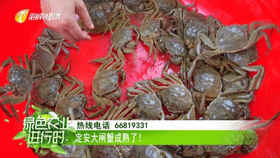 美食：定安大闸蟹