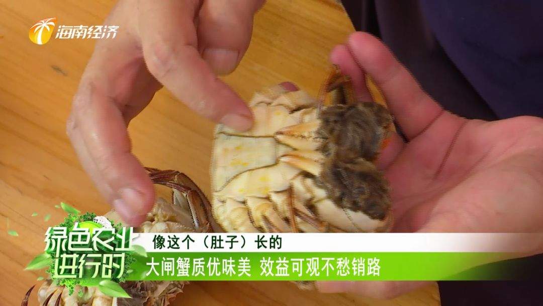 美食：定安大闸蟹