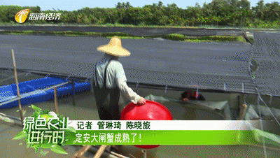 美食：定安大闸蟹