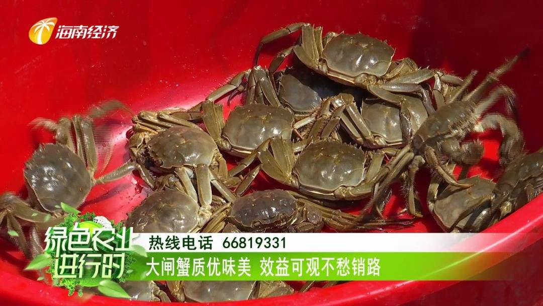 美食：定安大闸蟹