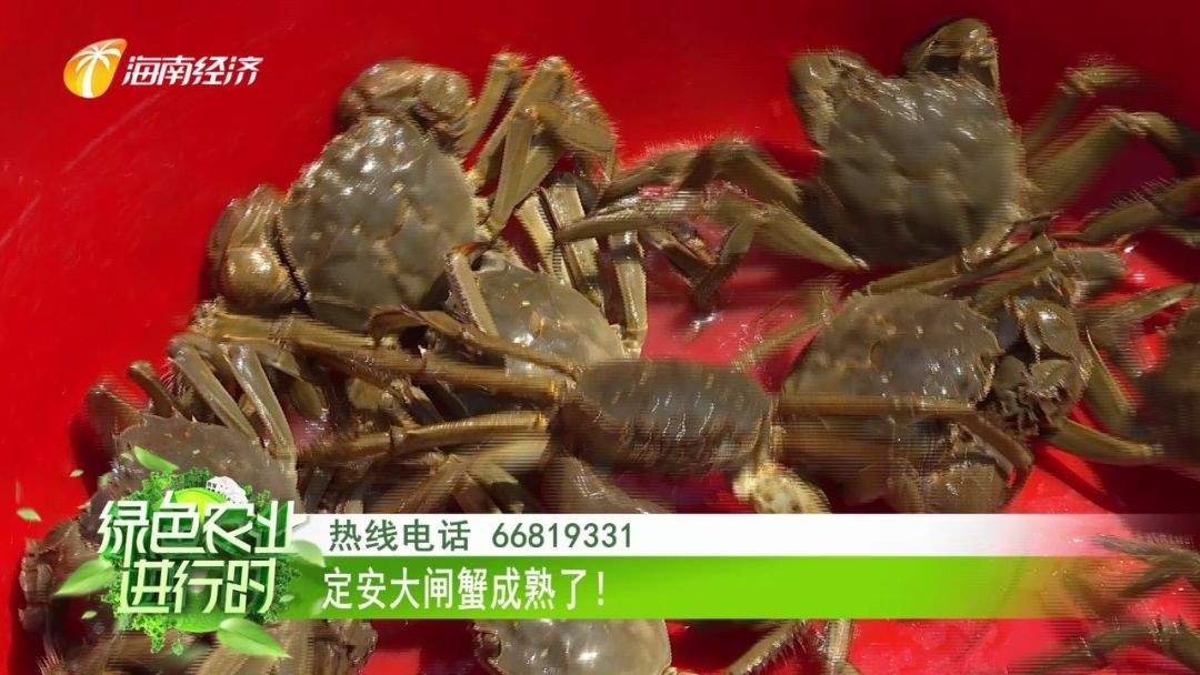 美食：定安大闸蟹