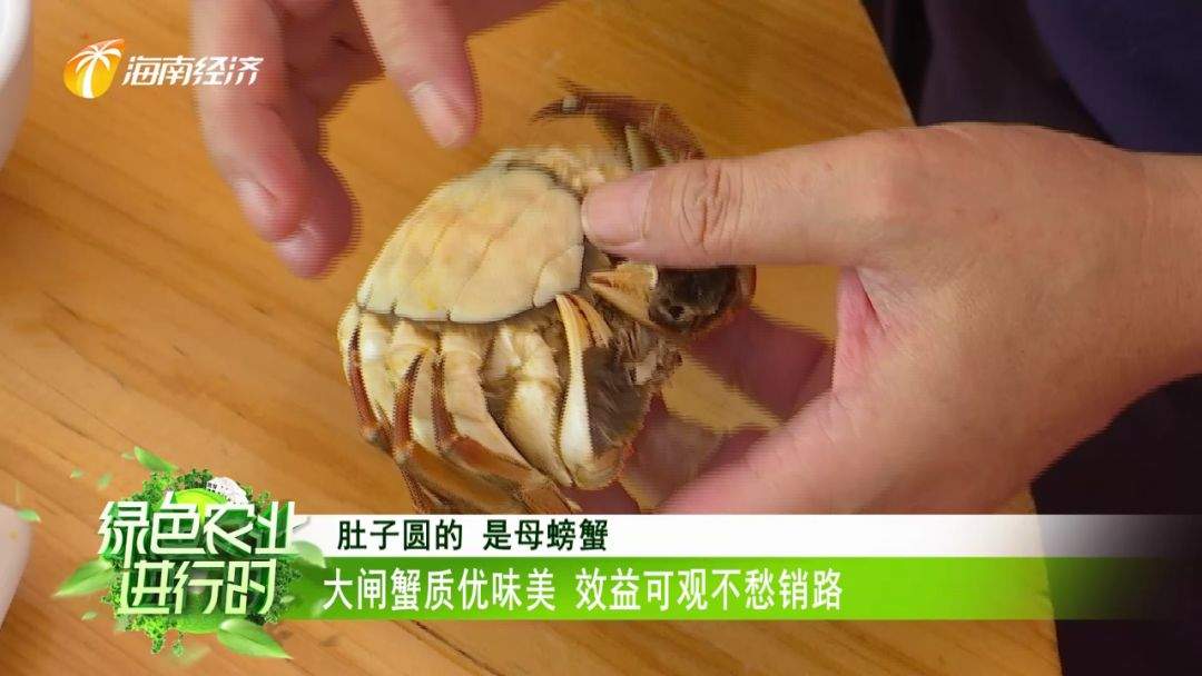 美食：定安大闸蟹