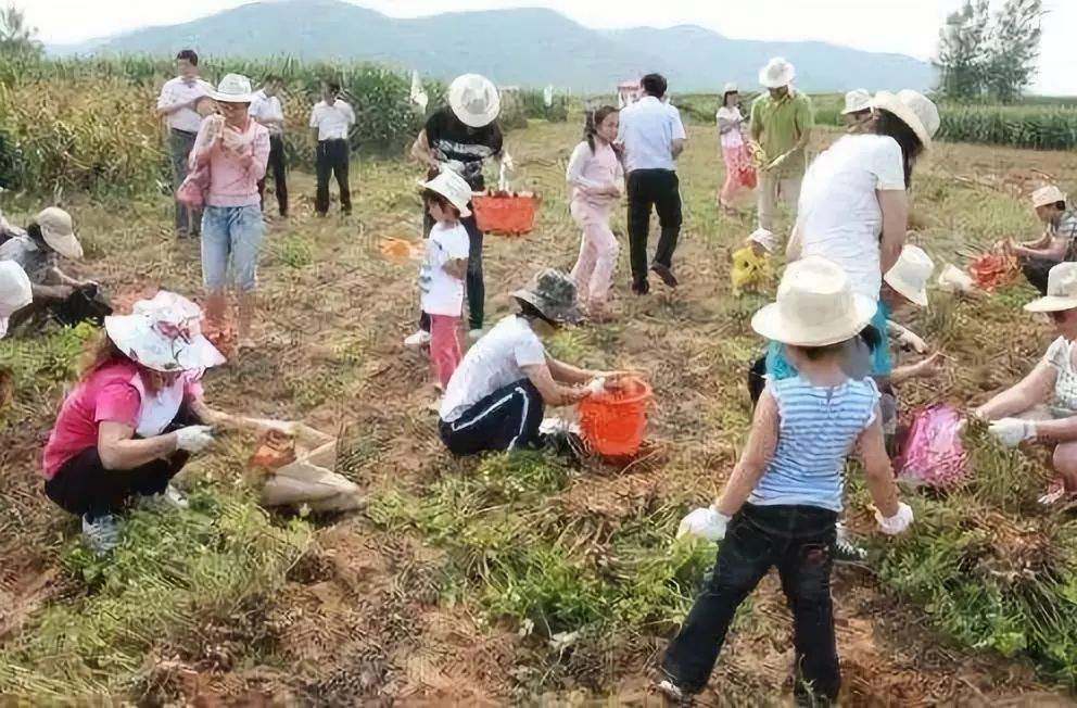 “体验丰收的喜悦”葡萄、花生、水果柿子、向日葵、采摘季