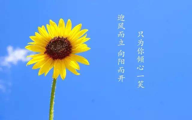 “体验丰收的喜悦”葡萄、花生、水果柿子、向日葵、采摘季