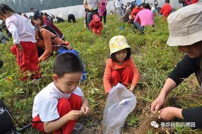 “体验丰收的喜悦”葡萄、花生、水果柿子、向日葵、采摘季