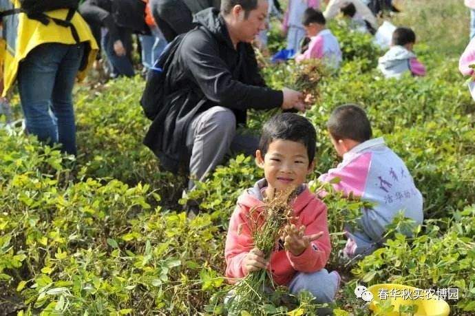 “体验丰收的喜悦”葡萄、花生、水果柿子、向日葵、采摘季