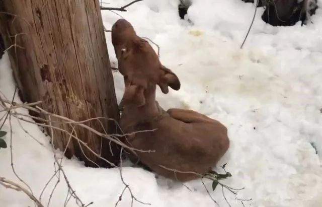 狗狗被主人遗弃，蜷缩在雪地上向路人呼救，幸运遇上了她…