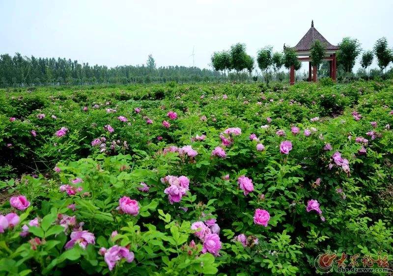 这个国庆节，相约浪漫的曹州玫瑰园