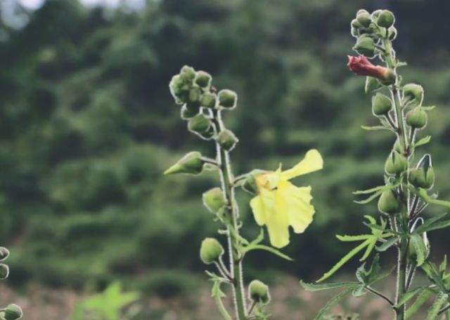 农村一种不起眼的小黄花，还是“烫伤药”，浸菜油即可外用