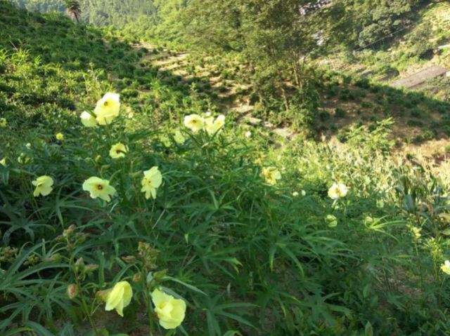 农村一种不起眼的小黄花，还是“烫伤药”，浸菜油即可外用