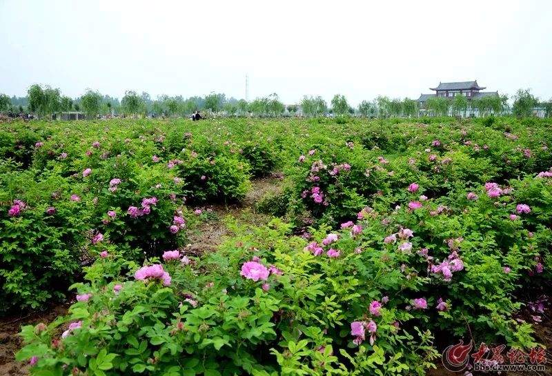 这个国庆节，相约浪漫的曹州玫瑰园