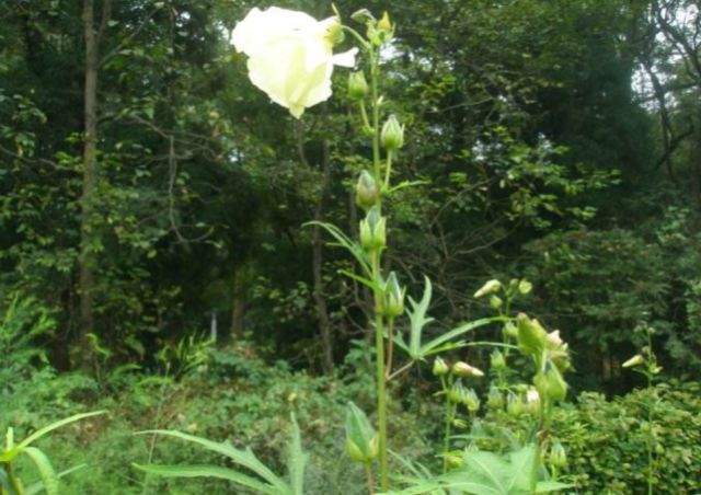 农村一种不起眼的小黄花，还是“烫伤药”，浸菜油即可外用