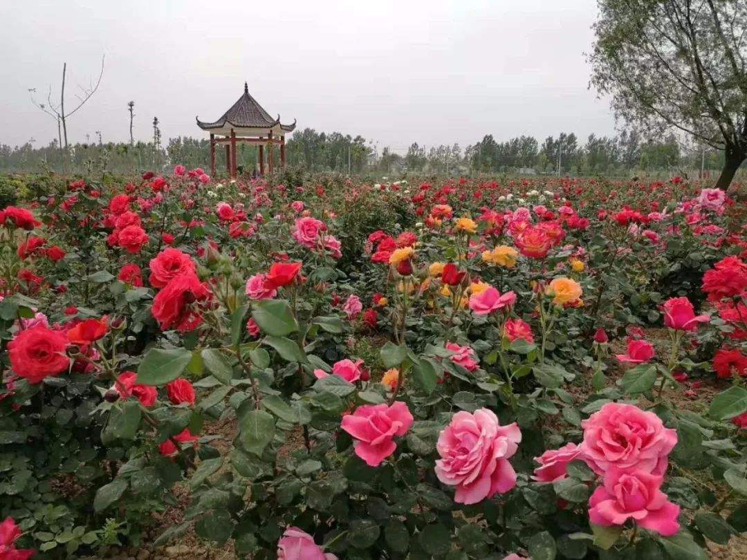 这个国庆节，相约浪漫的曹州玫瑰园