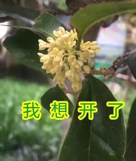 一嗅桂花知秋来~你闻：空气都甜了！