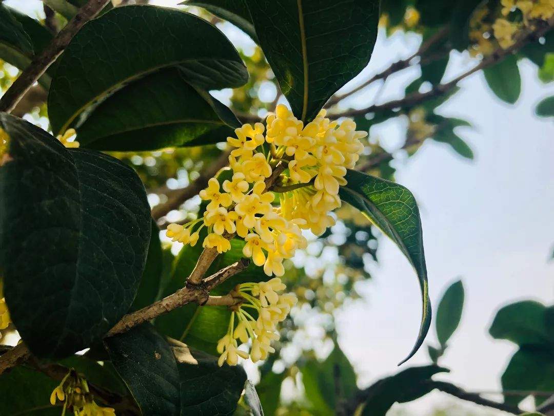 一嗅桂花知秋来~你闻：空气都甜了！