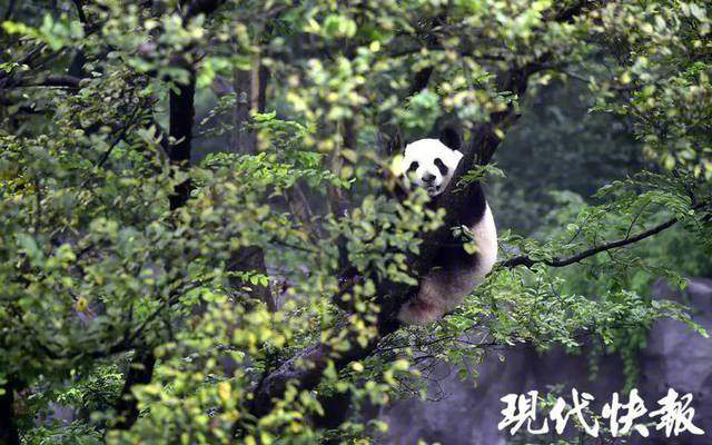 真·心机！大熊猫姐妹花突然“绝食”…原因惊呆所有人！