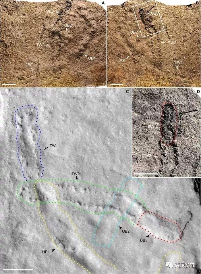 中美科学家发现最早的爬虫化石“夷陵虫”