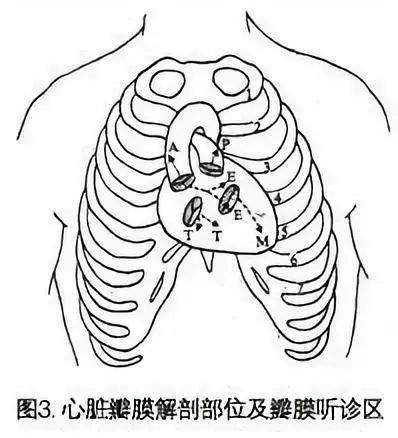 心脏听诊音学习