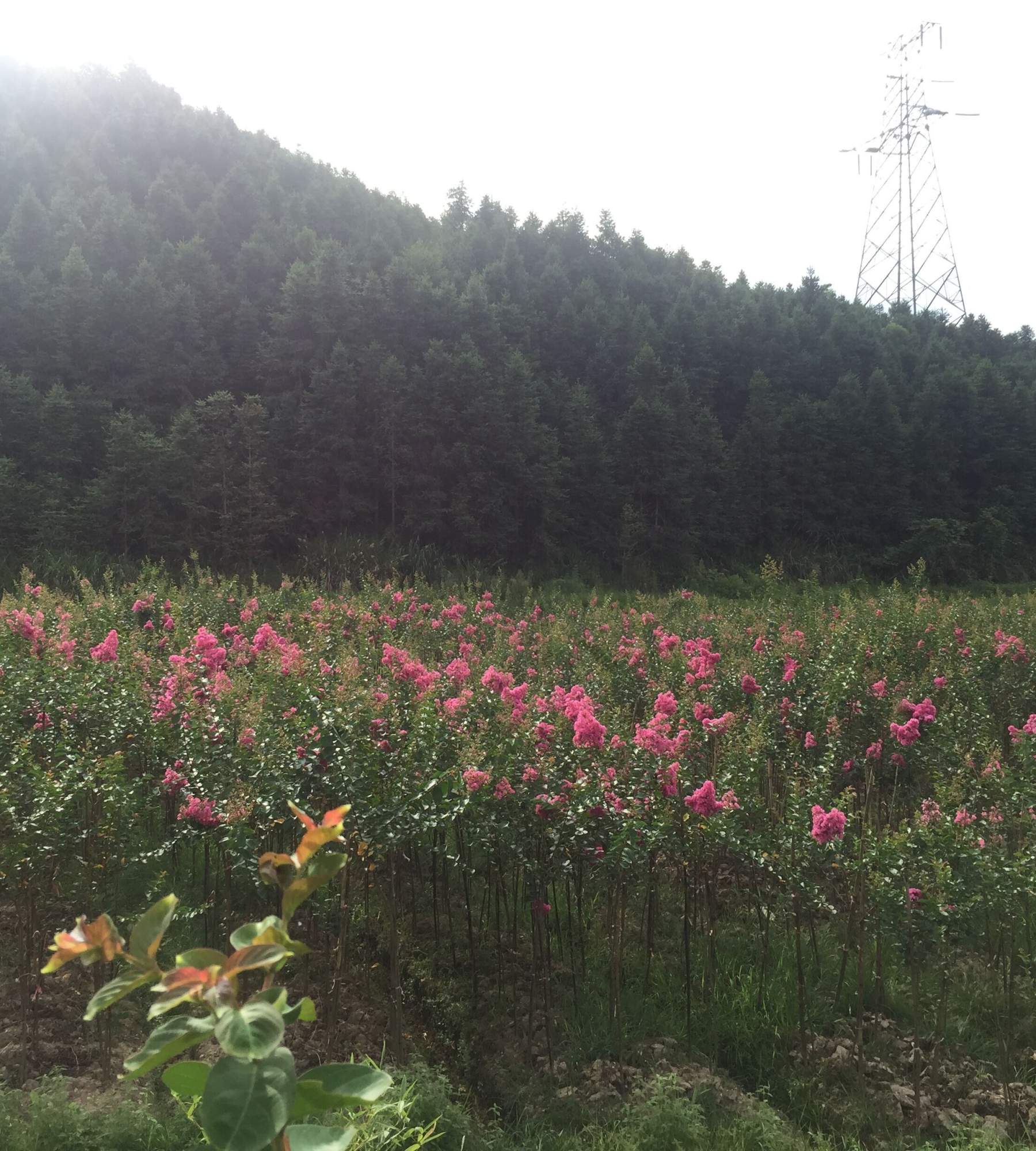 潜江、天门、神农架的紫薇苗、小苗、紫薇树简介